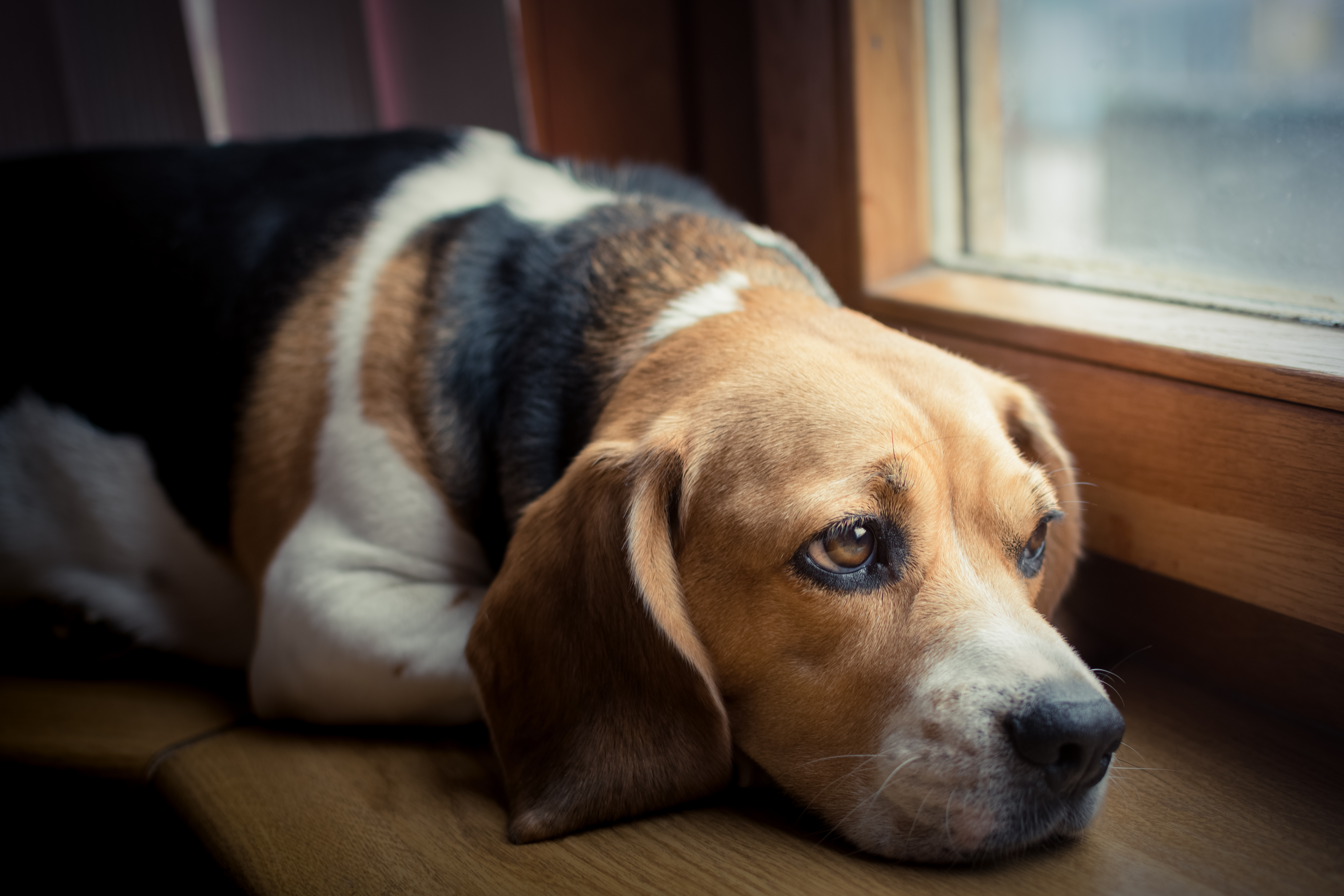 Is your Pet Suffering in Silence? – Part One