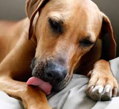 Is your dog Suffering in Silence – Part 3 – Licking